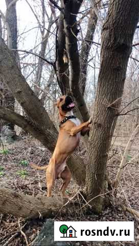 Вязка - Американский стаффордширский терьер Волгоград - изображение 1