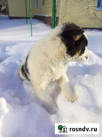 Щенок Бокино - изображение 1