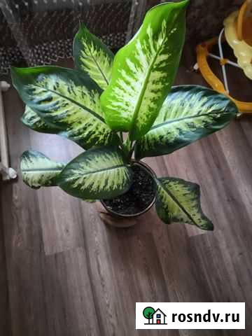 Диффенбахия Видное - изображение 1
