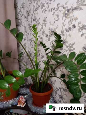 Замиокулькас Рязань - изображение 1