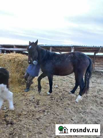 Лошадь Гурьевск - изображение 1