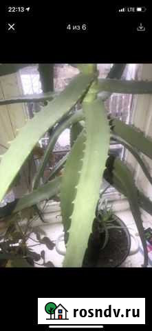 Алоэ столетник Тверь - изображение 1