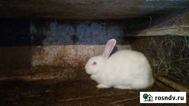 Калифониские Кашхатау - изображение 1