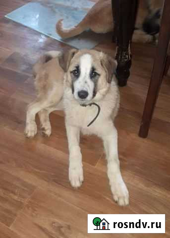 Мальчик, 4,5 мес, вырастит большой Владикавказ - изображение 1