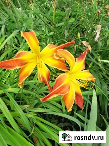 Лилейники Брянск - изображение 1