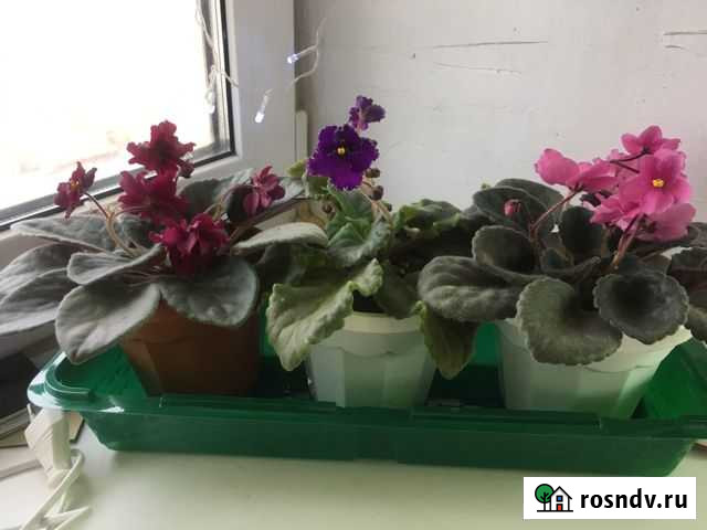 Фиалка Туймазы - изображение 1