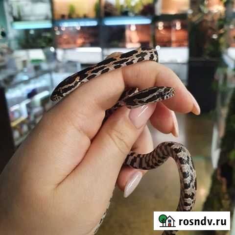 Маисовый полоз Санкт-Петербург - изображение 1