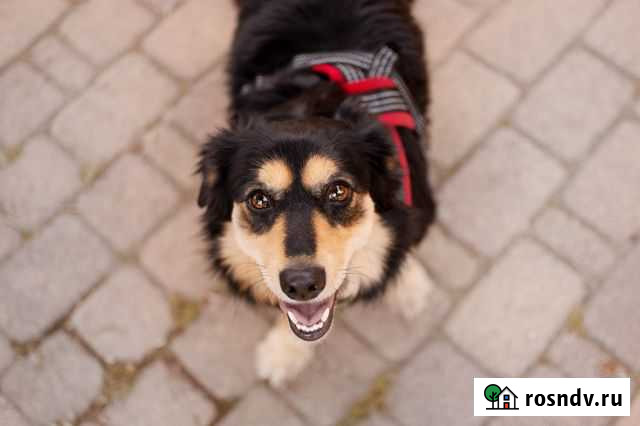 Собака Новороссийск - изображение 1