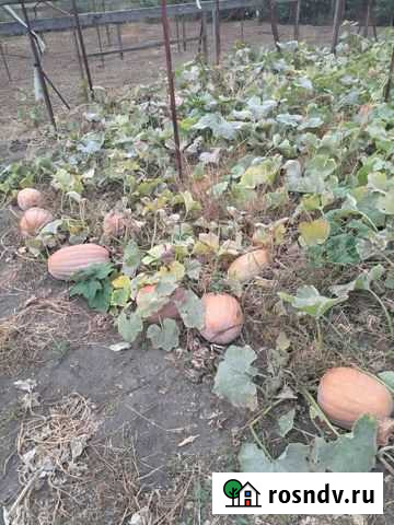 Тыква Багаевская - изображение 1