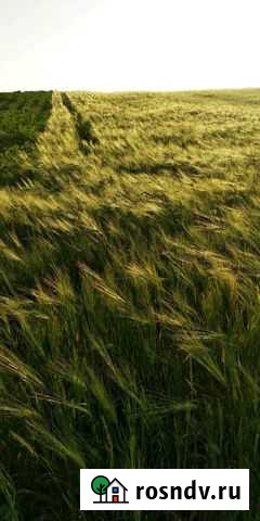 Макуха,ячмень пшеница и подсолнечное масло Валуйки - изображение 1