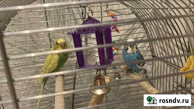 Волнистый попугай Ветлужский - изображение 1