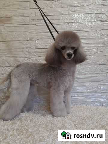 Той-пудель вязка девочка Новороссийск - изображение 1