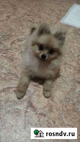 Шпиц Вязка Ростов-на-Дону - изображение 1