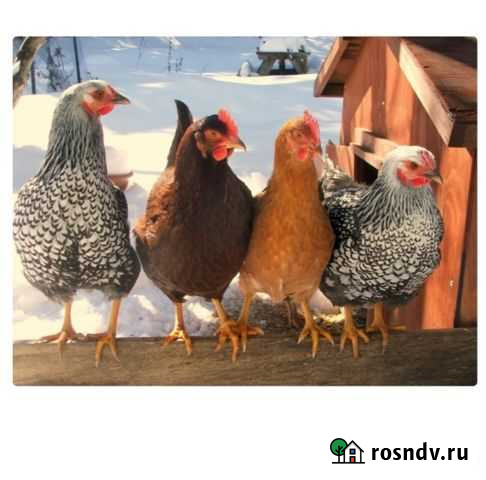 Отдам бесплатно кур несушек Плотниково - изображение 1