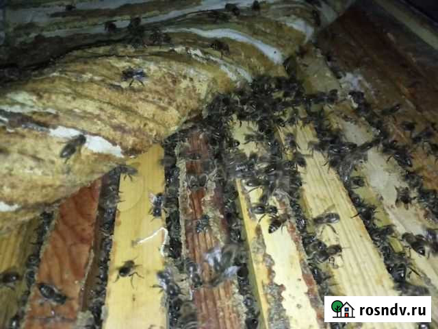 Холстинки прополисные Уфа - изображение 1