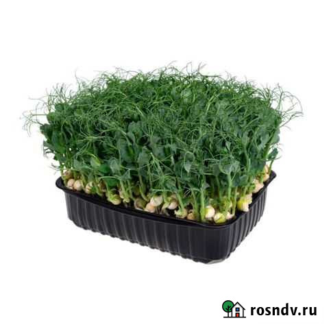 Горох микрозелень Семендер - изображение 1