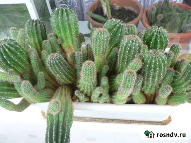 Кактусы Самара - изображение 1