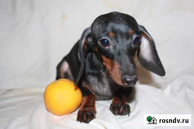 Кроличья гладкошёрстная таксодевочка 10 мес Подольск - изображение 1