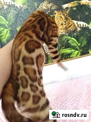 Бенгальский кот Уфа - изображение 1