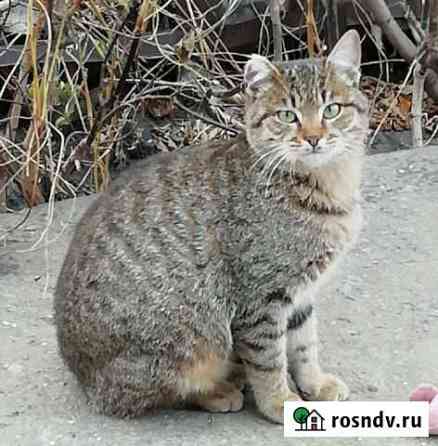 Зеленоглазый котёнок Рысенок ищет дом Пенза