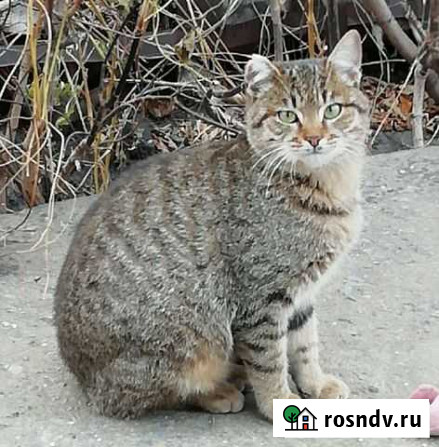 Зеленоглазый котёнок Рысенок ищет дом Пенза - изображение 1