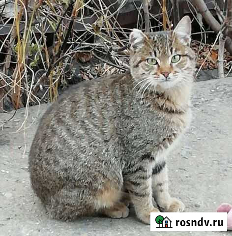 Зеленоглазый котёнок Рысенок ищет дом Пенза - изображение 1