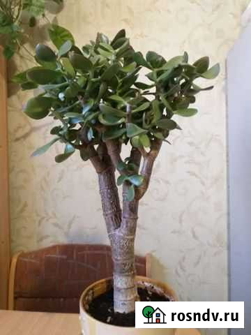 Крассула толстянка. Взрослое растение 3 - 7 лет Воронеж - изображение 1