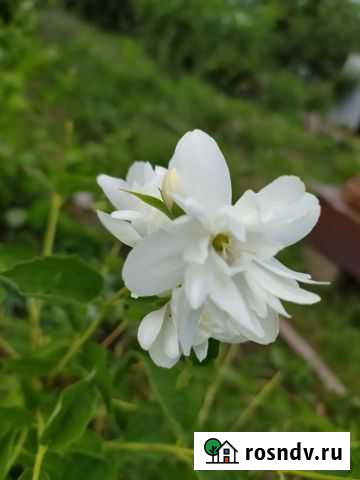 Рассада жасмин Уфа - изображение 1