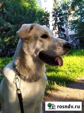 Собака в добрые руки Краснодар - изображение 1