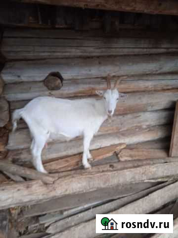 Коза дойная молочная Нефтекамск - изображение 1