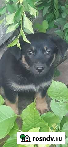 Щенки 3 месяца в добрые руки Воронеж - изображение 1