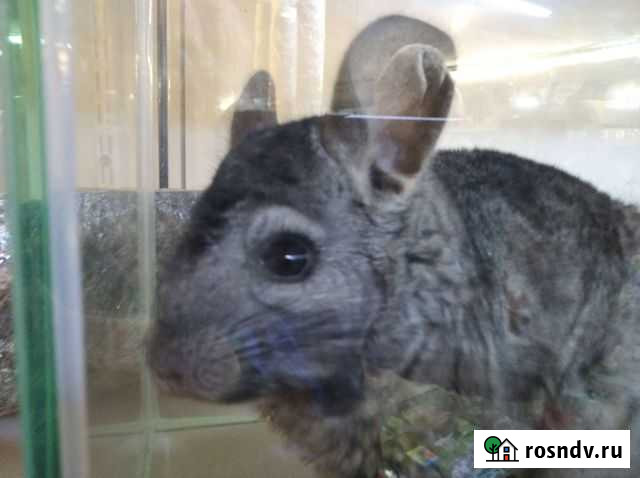 Шиншилла Самара - изображение 1