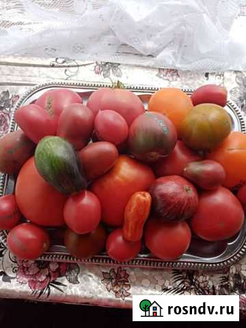 Семена томатов Топки - изображение 1