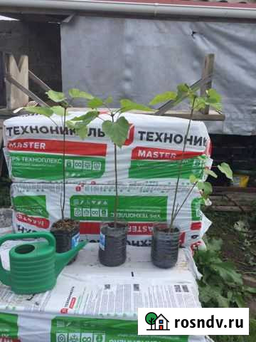 Катальпа Калининград - изображение 1