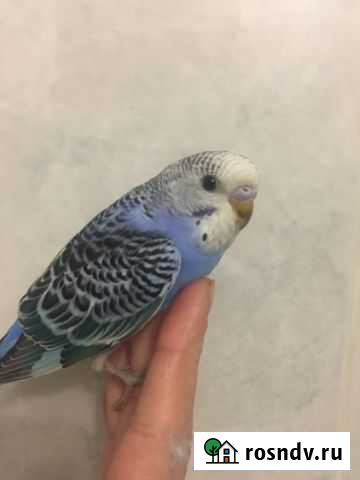 Птенцы волнистых попугайчиков Нижний Новгород - изображение 1