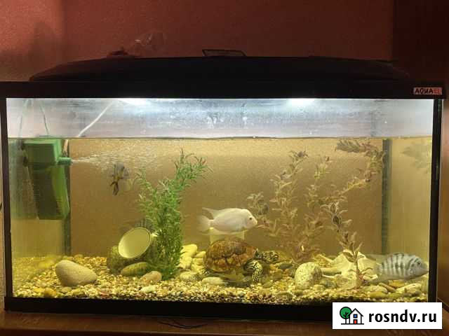 Аквариум Великий Новгород - изображение 1