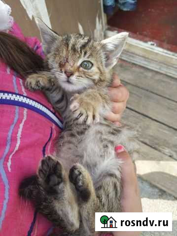 Котёнок в хорошие руки Гагарин - изображение 1