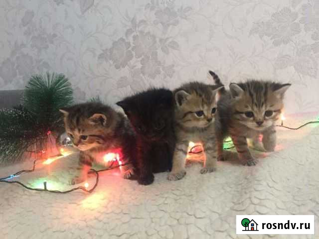 Британские котята Череповец - изображение 1