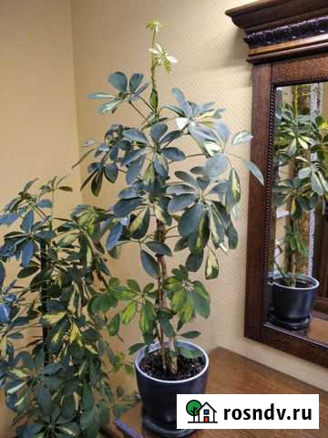 Шефлера Нижний Новгород - изображение 1