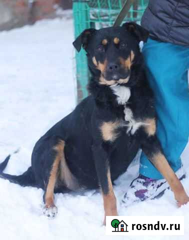 Собака, фенотип ротвейлер Воронеж - изображение 1