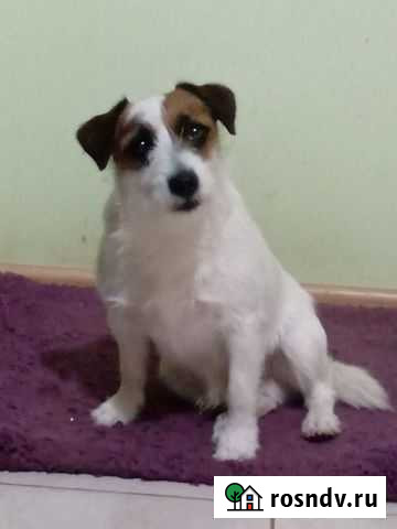 Собаки Краснодар - изображение 1