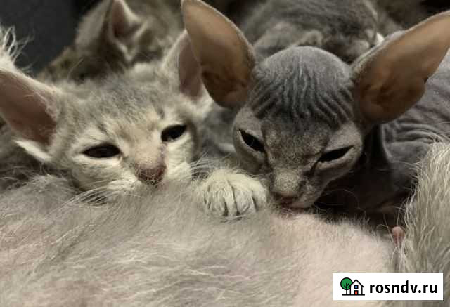 Донской сфинкс котята Нижний Тагил - изображение 1