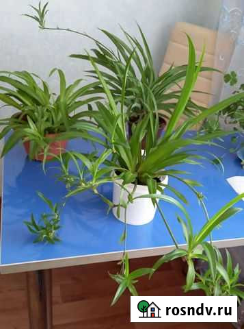 Хлорофитум Астрахань - изображение 1