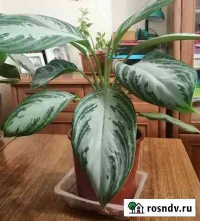 Комнатные цветы Оренбург