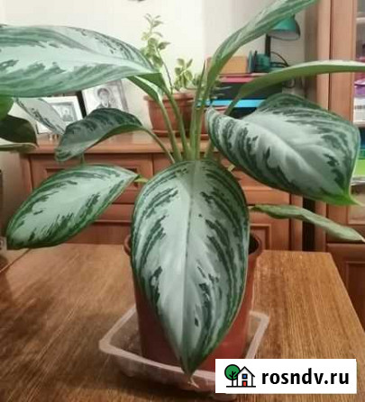 Комнатные цветы Оренбург - изображение 1