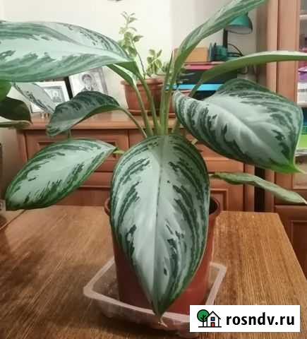 Комнатные цветы Оренбург - изображение 1