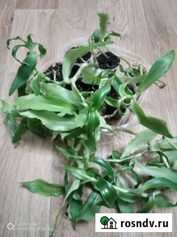 Золотой ус Ипатово - изображение 1