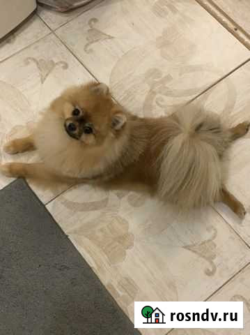 Мини шпиц вязка Лениногорск - изображение 1