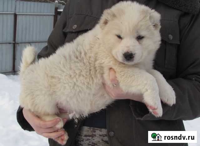 Щенки кавказской овчарки, кобели, РКФ Подольск - изображение 1