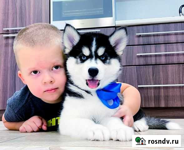 Сибирские Детки Хаски (мальчики и девочки) Белгород - изображение 1